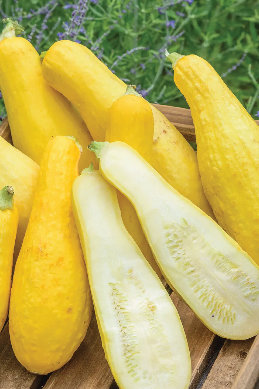 EARLY PROLIFIC STRAIGHTNECK SQUASH SEEDS <br> بذور قرع مستقيم الرقبة إنتاج مبكر وغزير