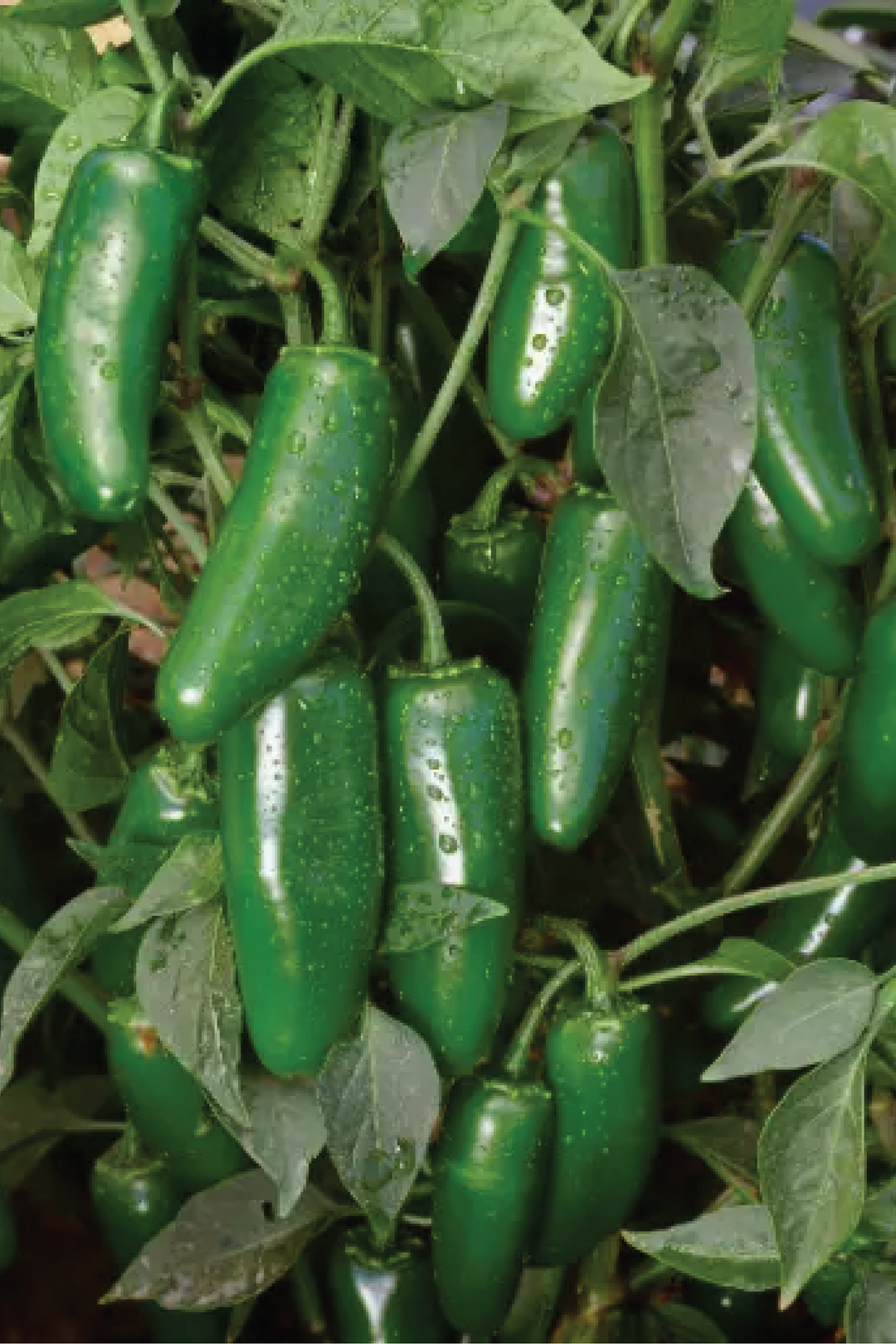 SERRANO CHILI HOT PEPPER SEEDS <br> بذور فلفل سيرانو الحار