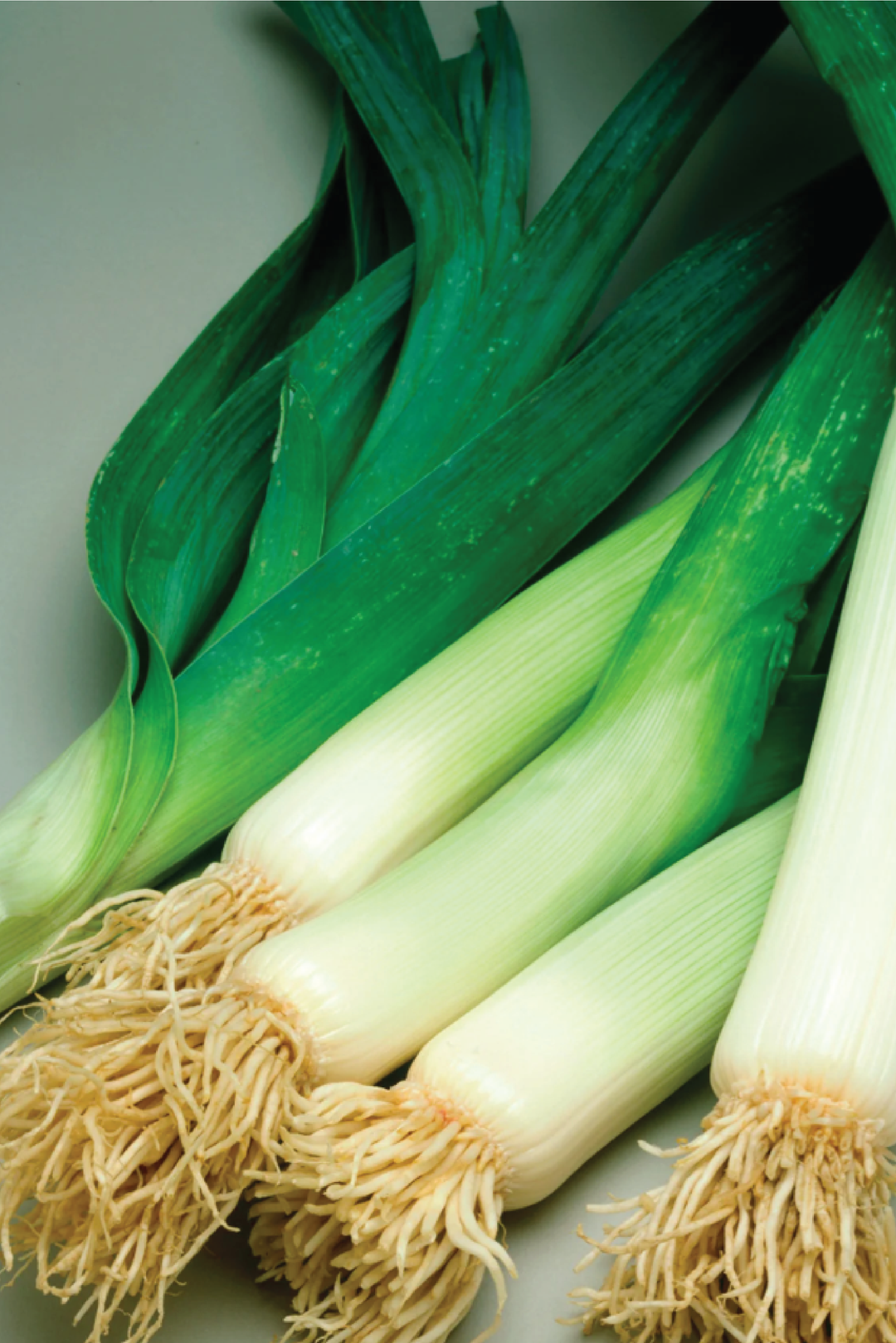 LEEK SEEDS <br> بذور الكراث