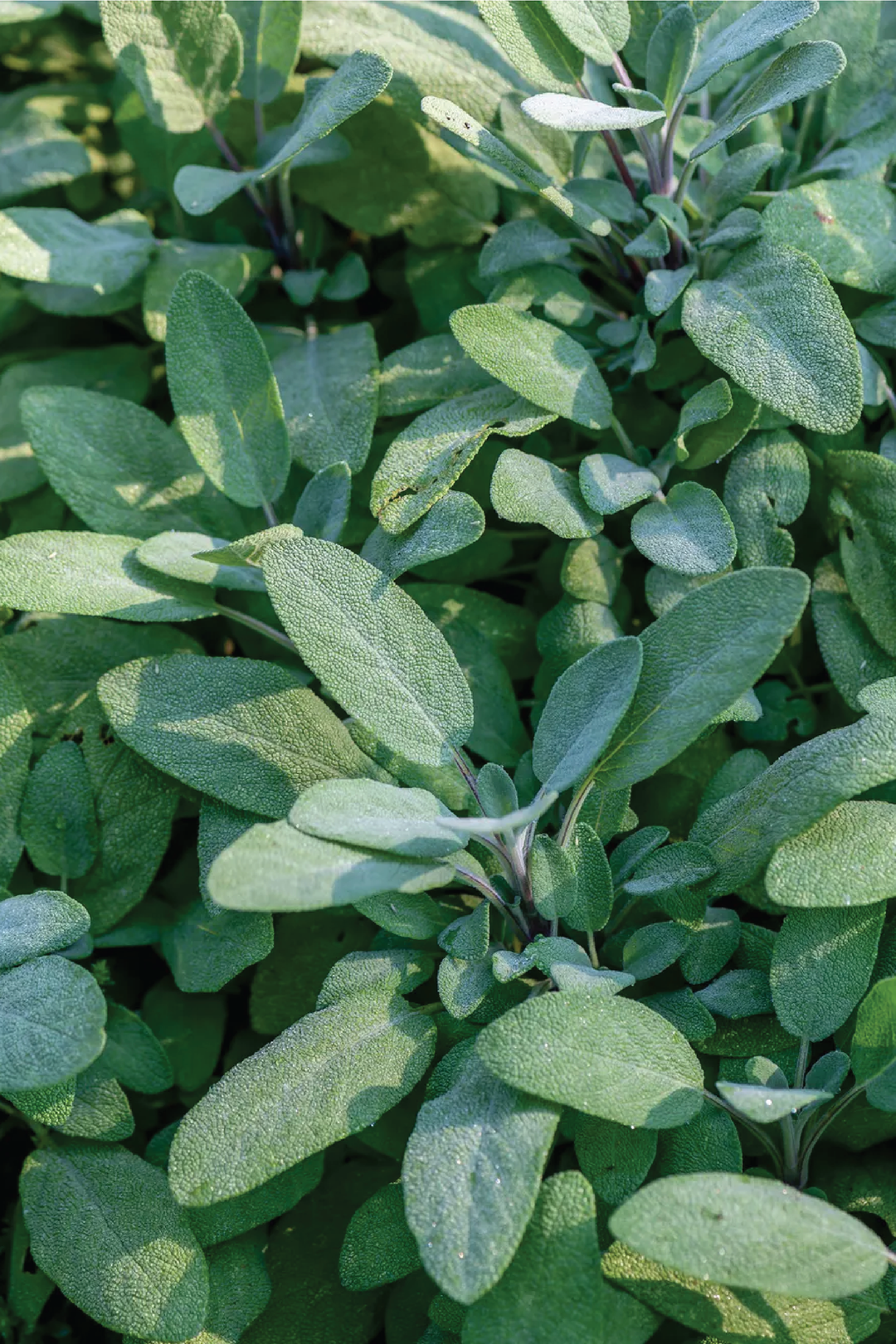SAGE SEEDS <br> بذور الميرامية