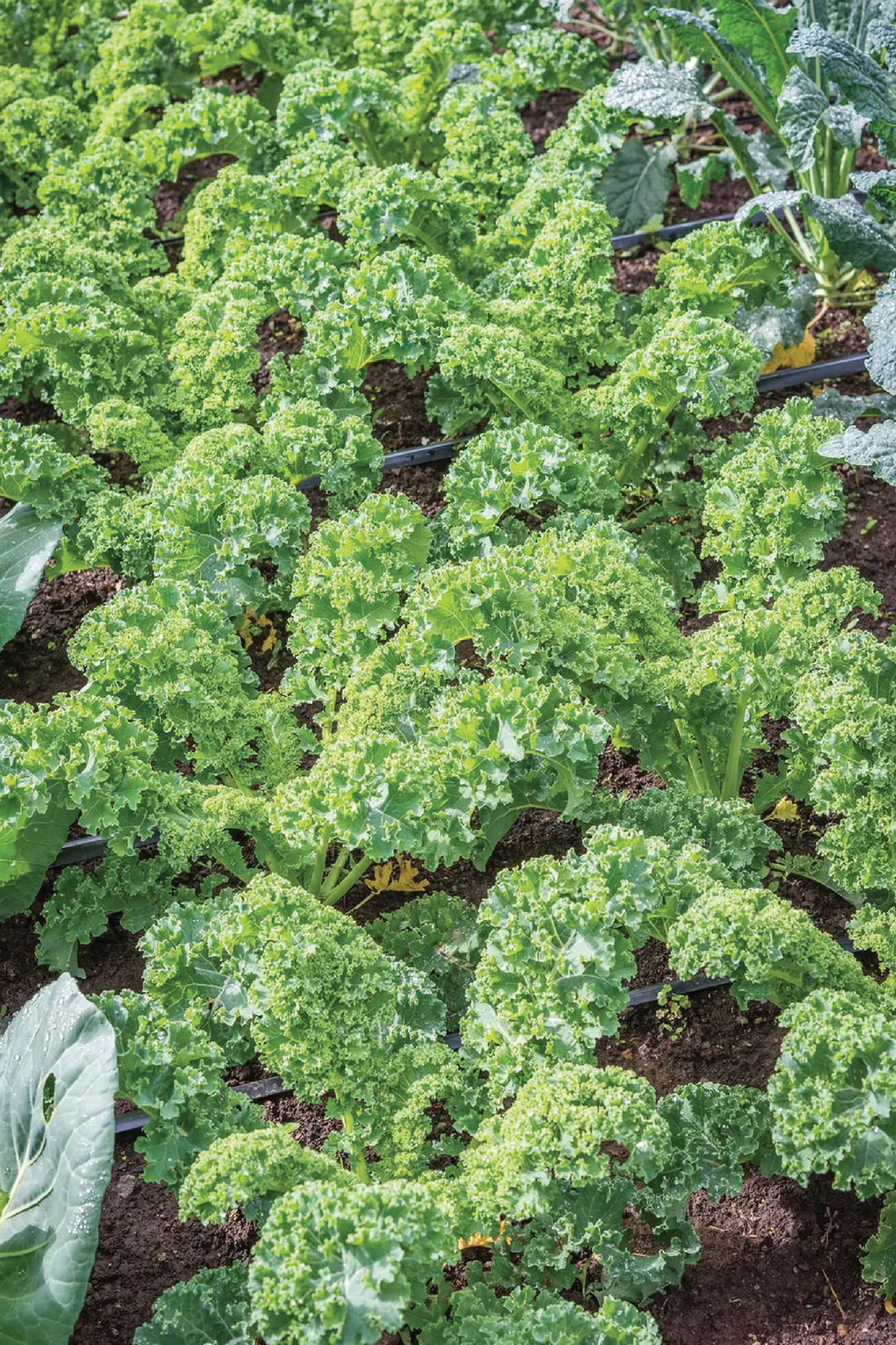 KALE SEEDS <br> بذور الكيل
