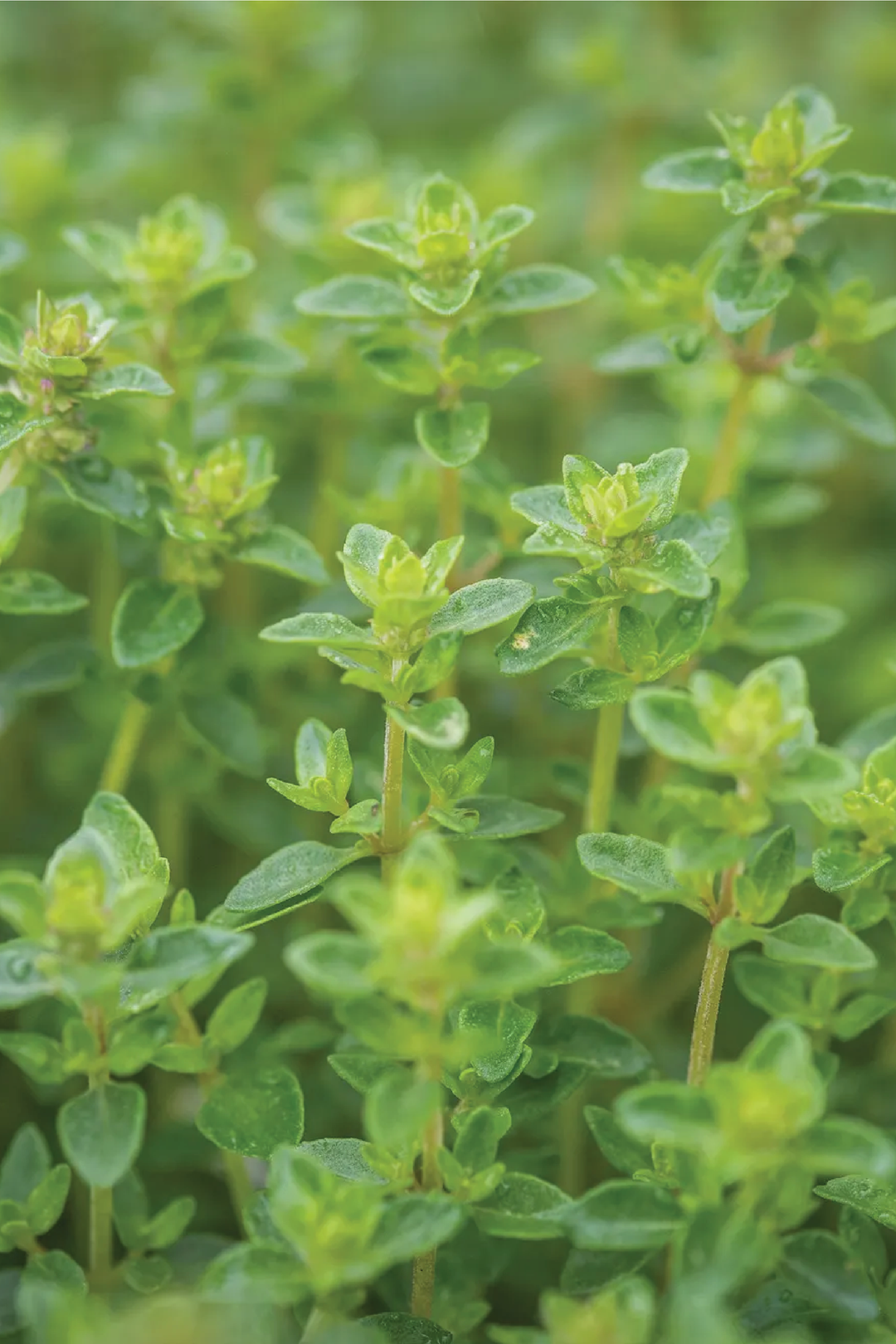 THYME SEEDS <br> بذور الزعتر