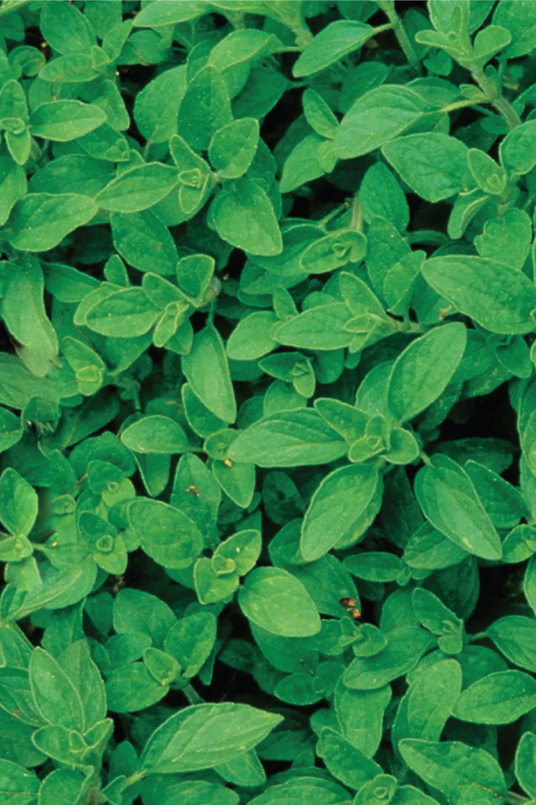 OREGANO SEEDS <br> بذور الأوريجانو
