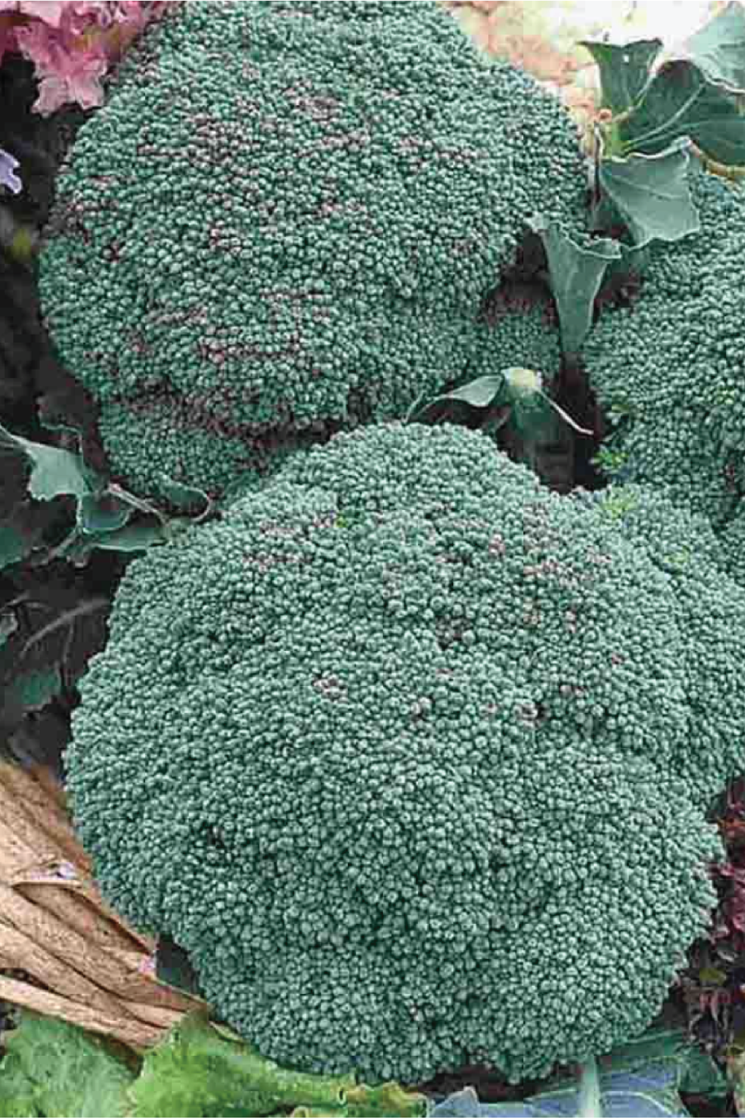 CALABRESE BROCCOLI SEEDS <br> بذور البروكلي الكالابري