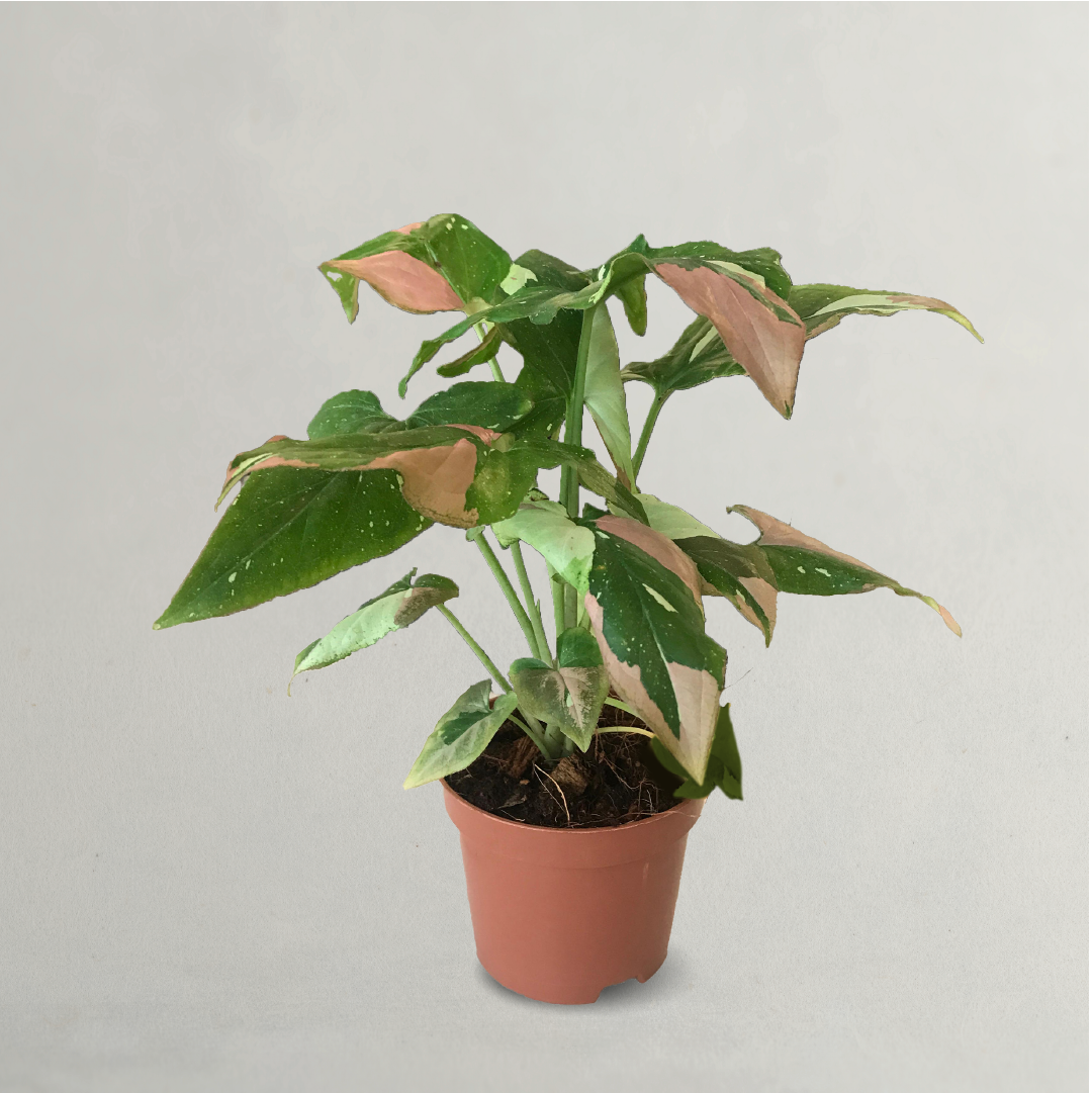 SYNGONIUM PINK SPOT TRICOLOR