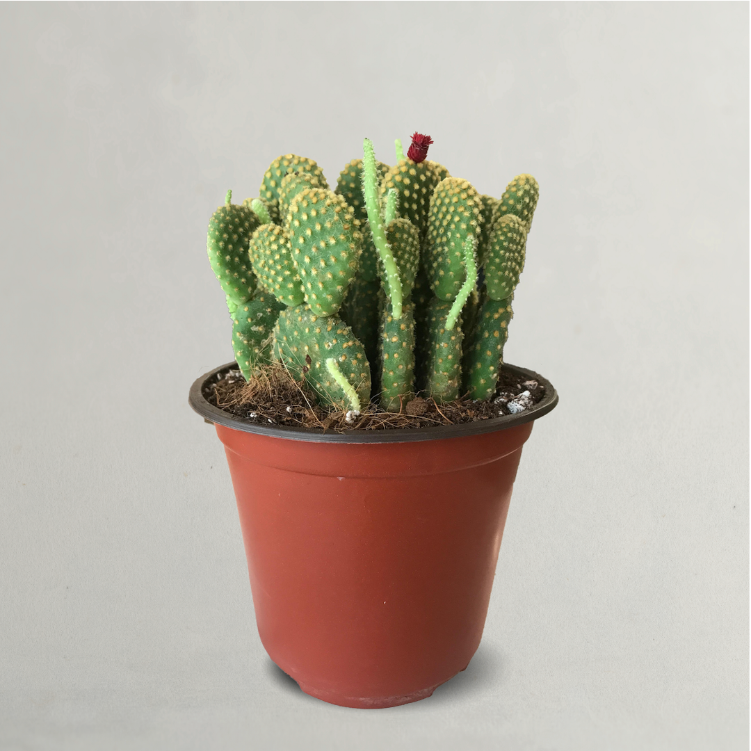 CACTUS OPUNTIA MICRODASYS BUNNY EARS