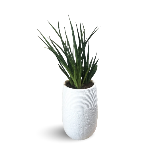 SANSEVIERIA SNAKE PLANT