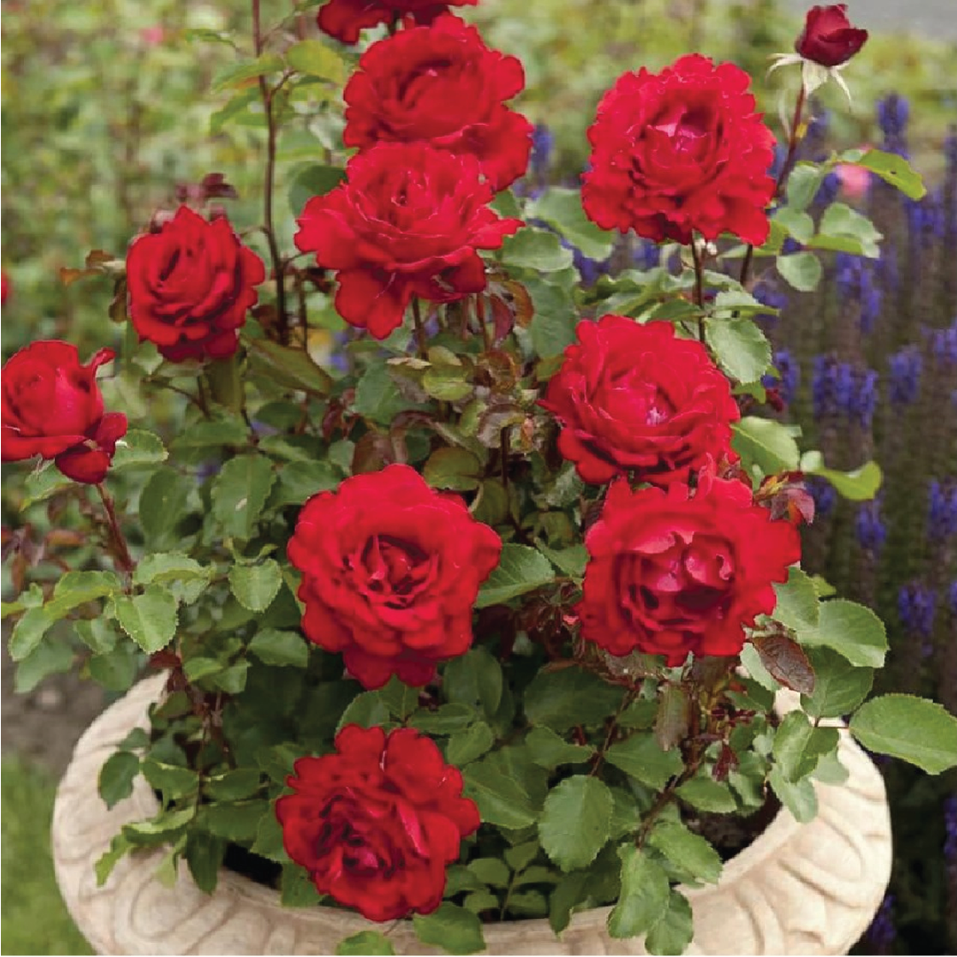 RED ROSE SEEDS <br> بذور الجوري الأحمر