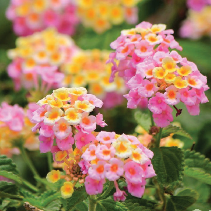 LANTANA CAMARA SEEDS<br> بذور لانتانا كامارا
