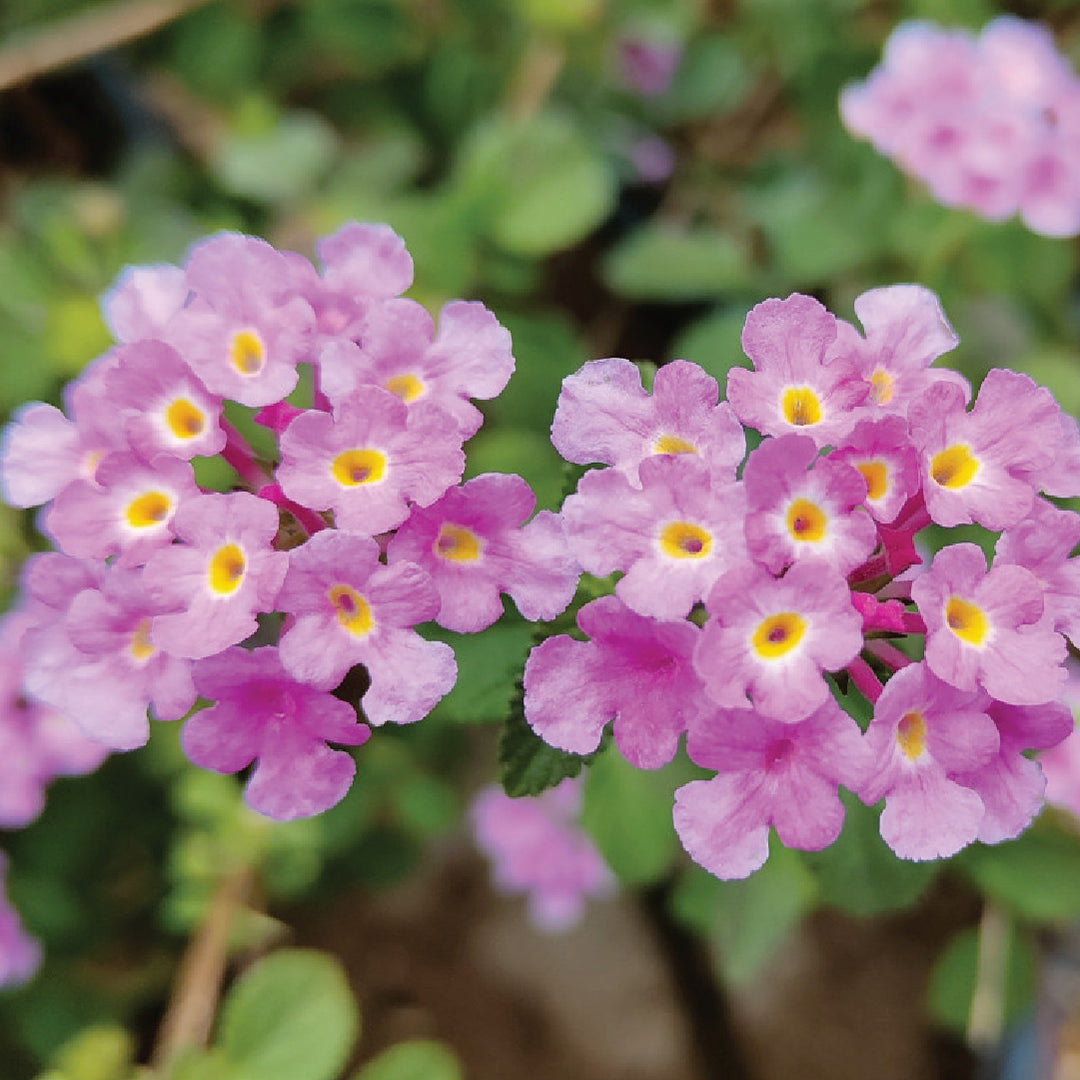 LANTANA CAMARA SEEDS<br> بذور لانتانا كامارا