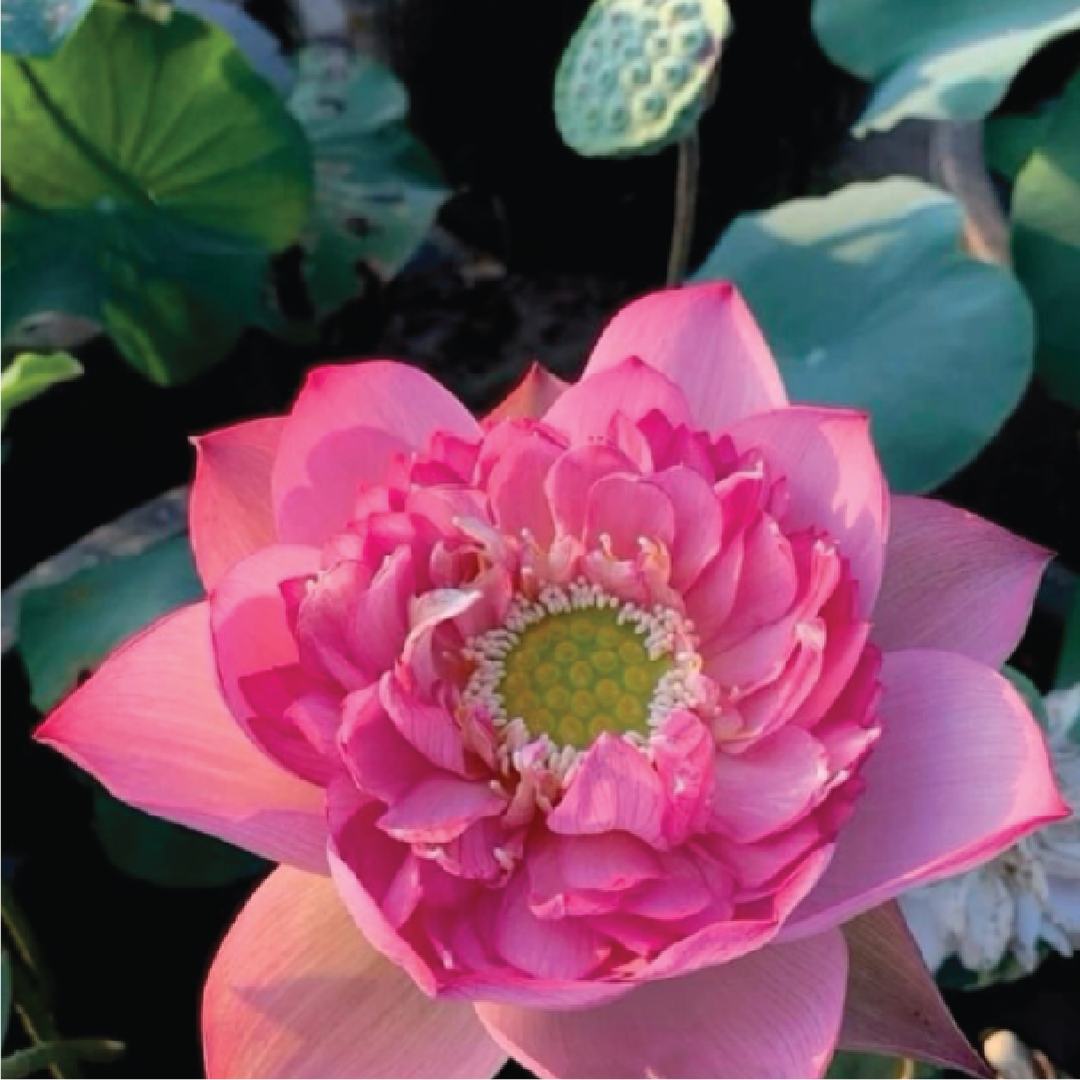 LIGHT PINK LOTUS SEEDS <br>بذور وردي فاتح اللوتس