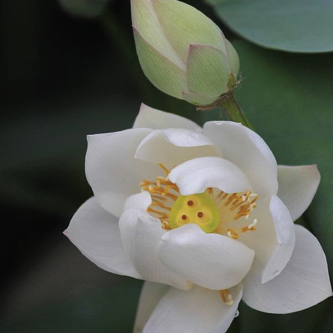 WHITE LOTUS SEEDS <br>بذور اللوتس الأبيض