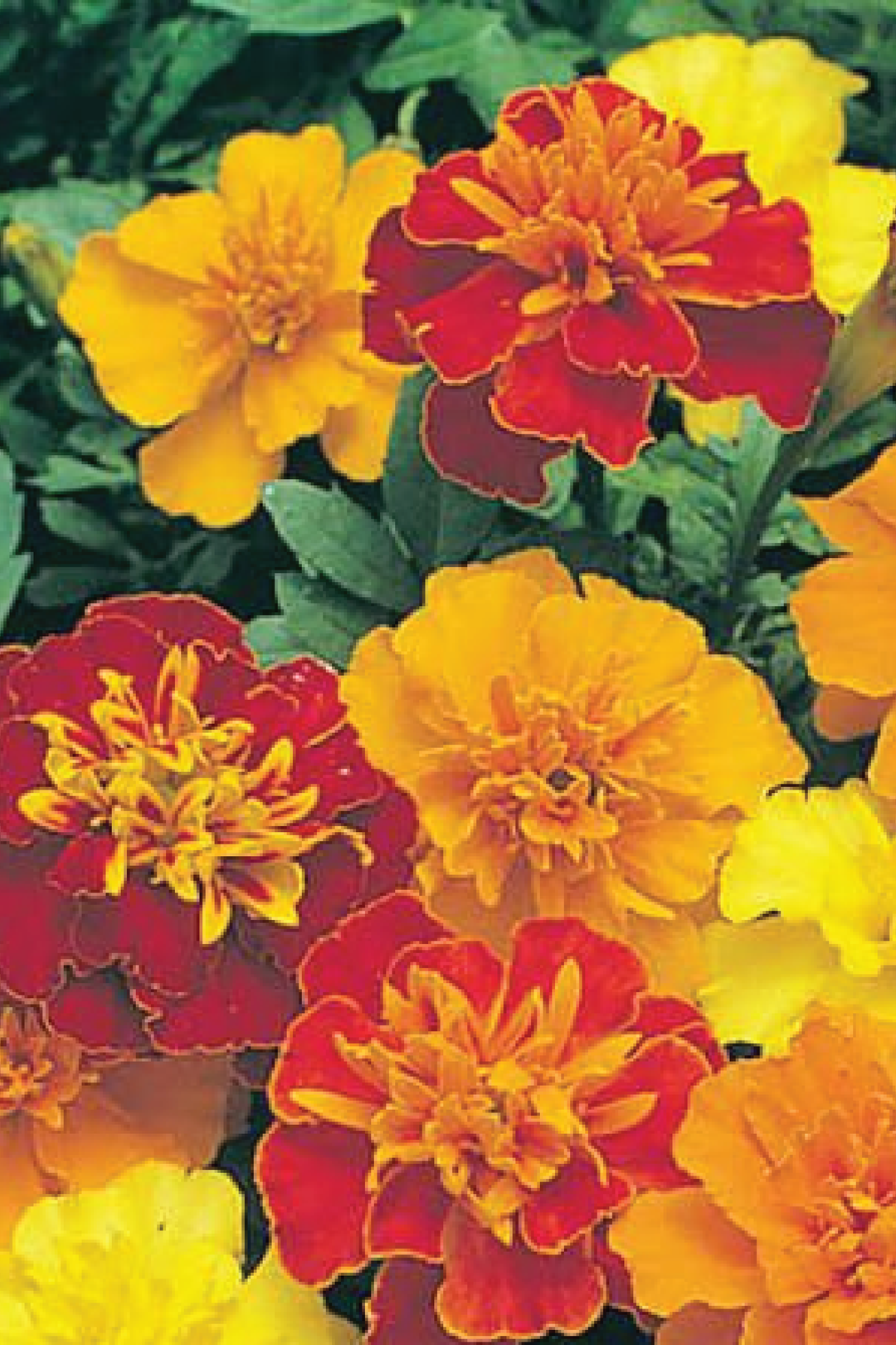 MIX MARIGOLD FLOWER SEEDLING <br> شتلات زهور القطيفة المتنوعة