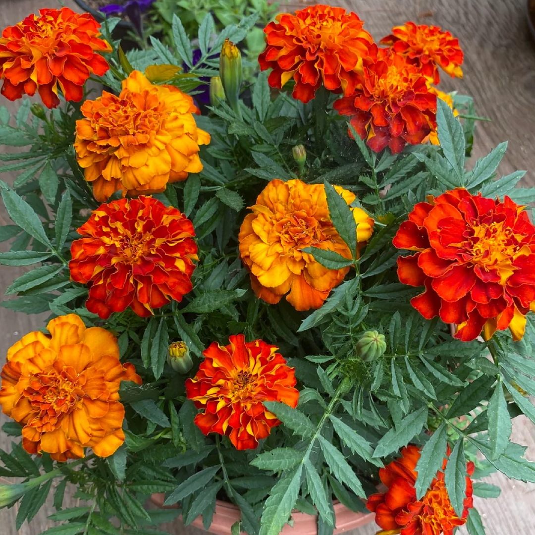 MARIGOLD SEEDS <br>بذور زهور القطيفة