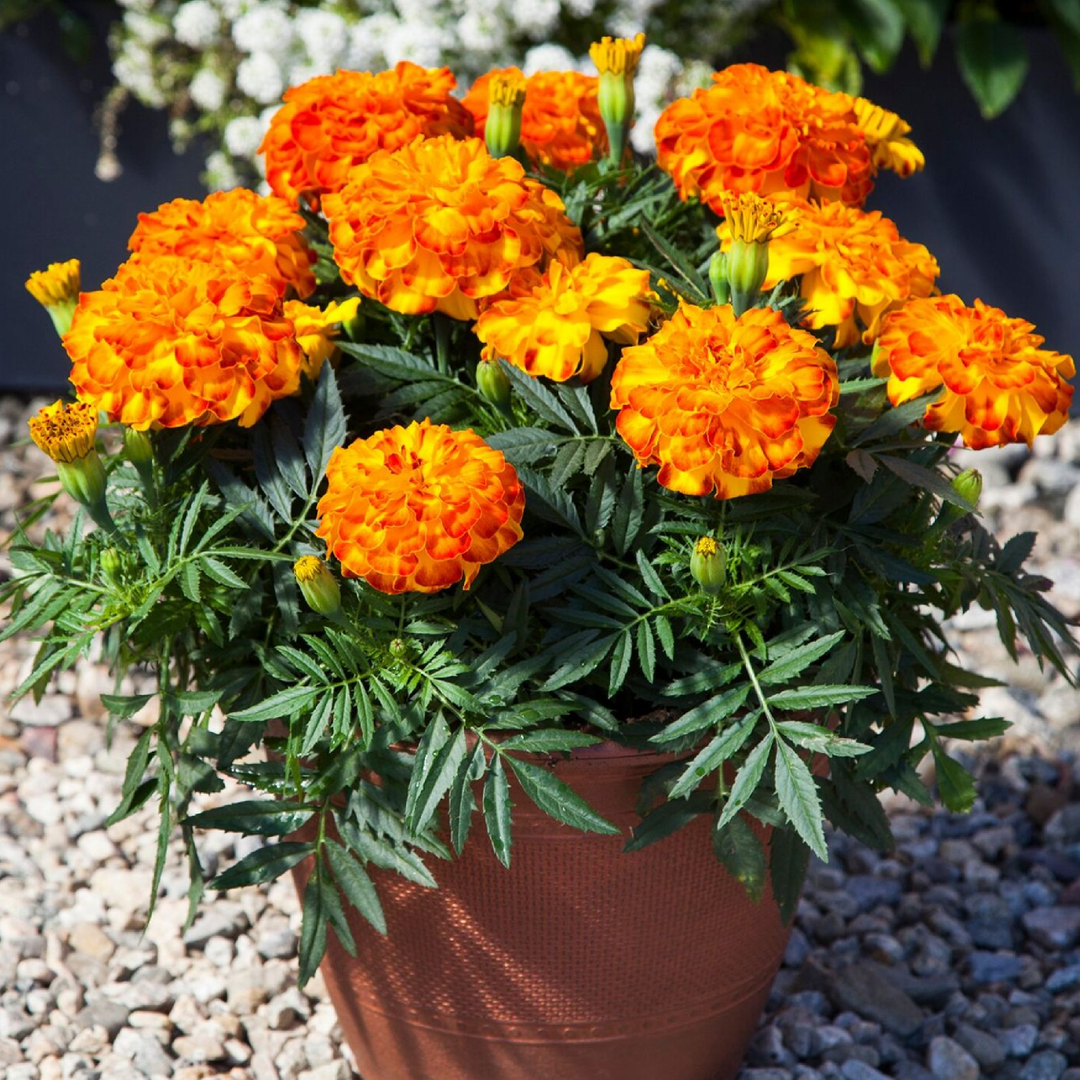 MARIGOLD SEEDS <br>بذور زهور القطيفة