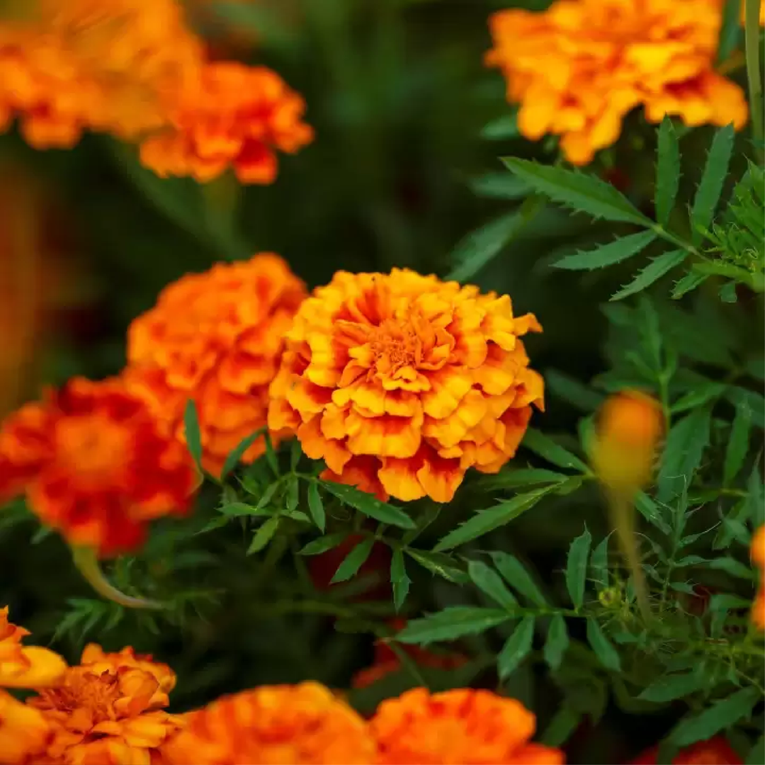 MARIGOLD SEEDS <br>بذور زهور القطيفة