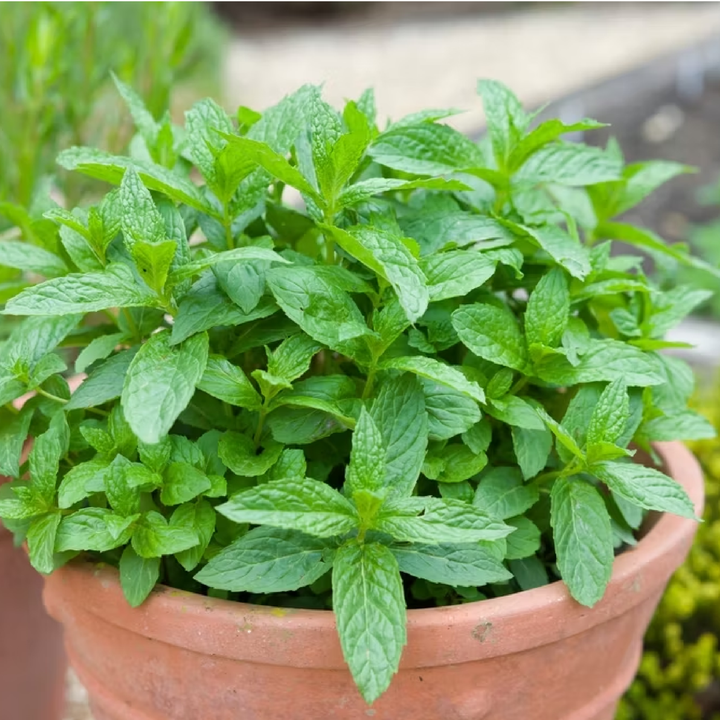 MINT SEEDS <br>بذور النعناع