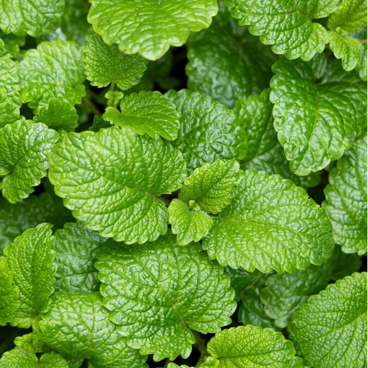 MINT SEEDS <br>بذور النعناع