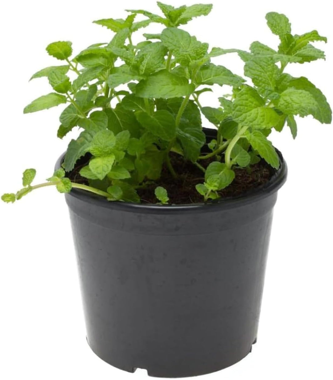 MINT PLANT - K1