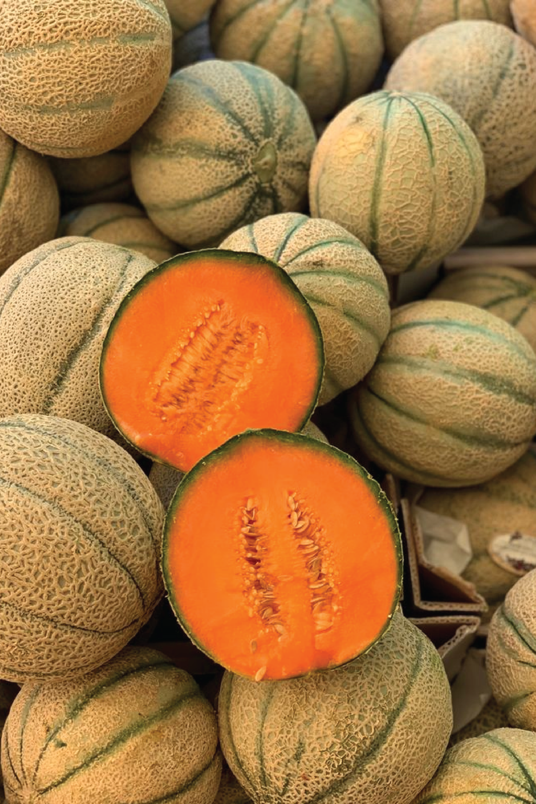 CANTALOUPE MELON SEEDLING <br> شتلات شمام كانتالوب