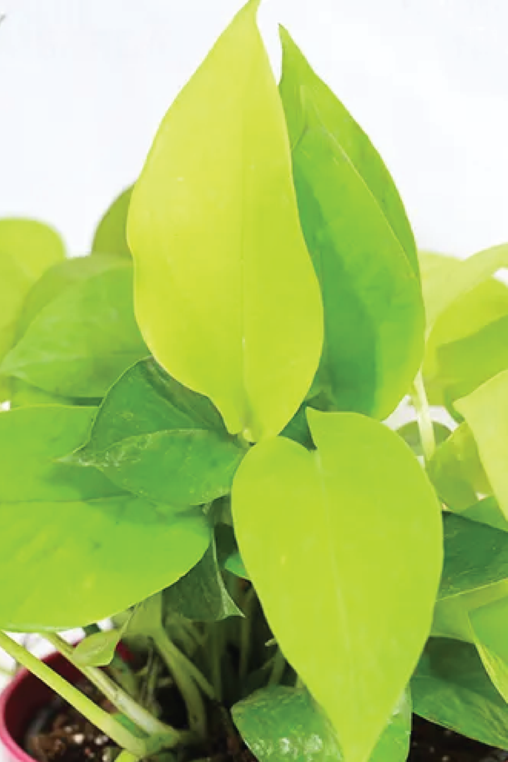 VARIGATED MONEY PLANT HANGING