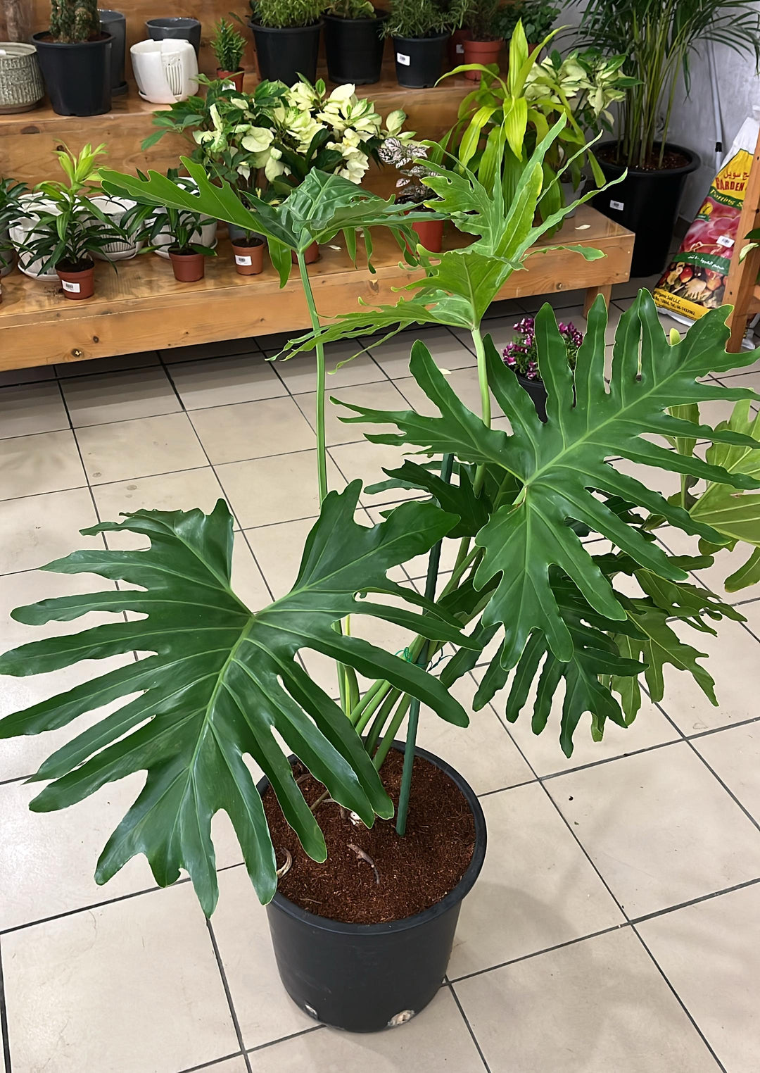 MONSTERA SPCEIAL PLANT - K1