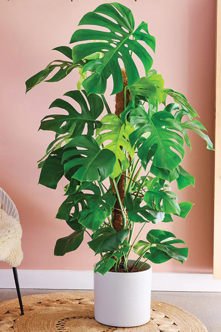 MONSTERA SWISS CHEESE PLANT