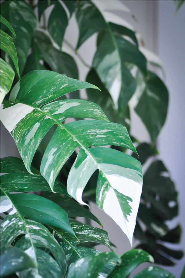 RARE VARIGATED MONSTERA THAI CONSTELLATION PLANT