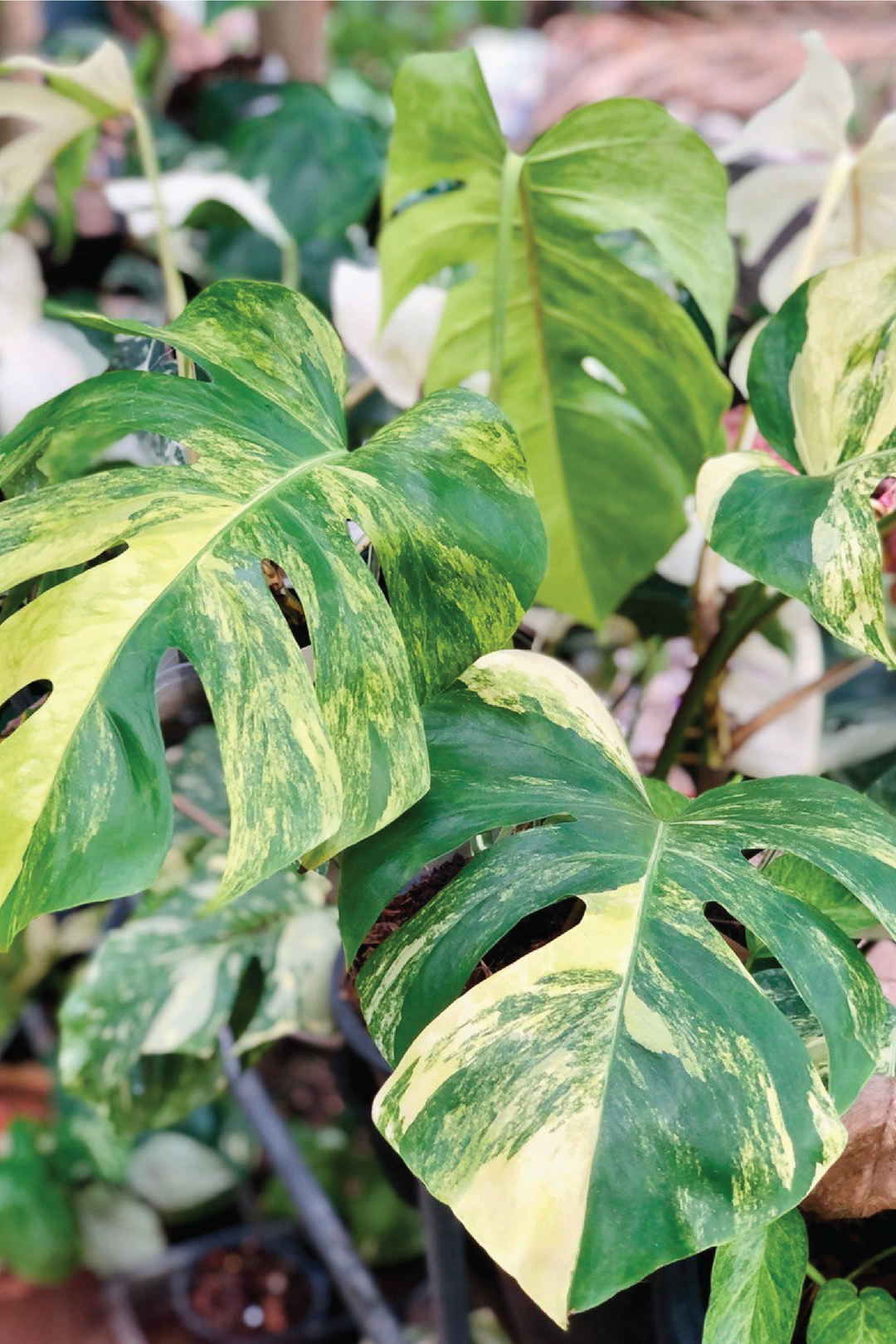 MONSTERA THAI CONSTELLATION RARE VARIGATED PLANT