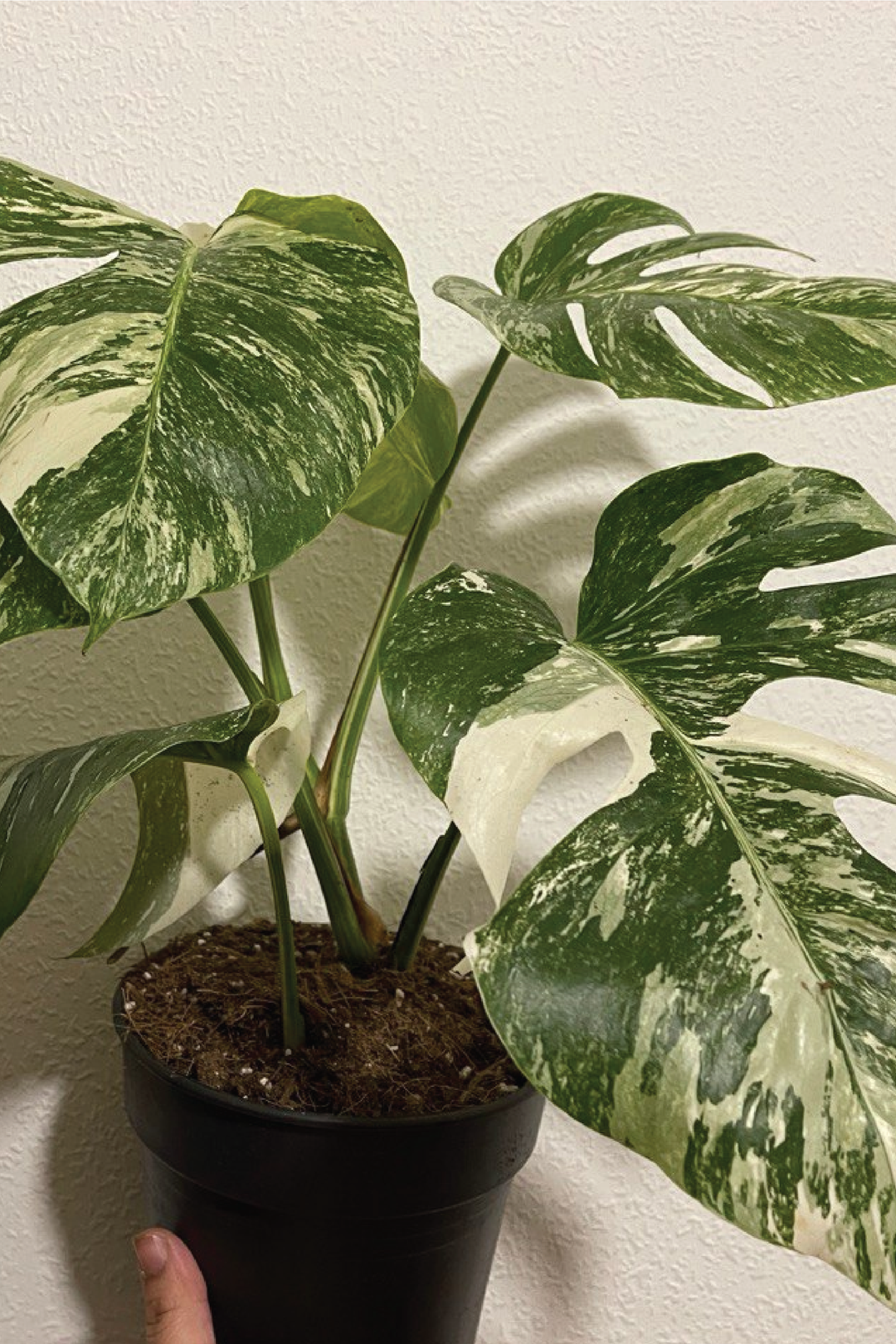 MONSTERA THAI CONSTELLATION RARE VARIGATED PLANT