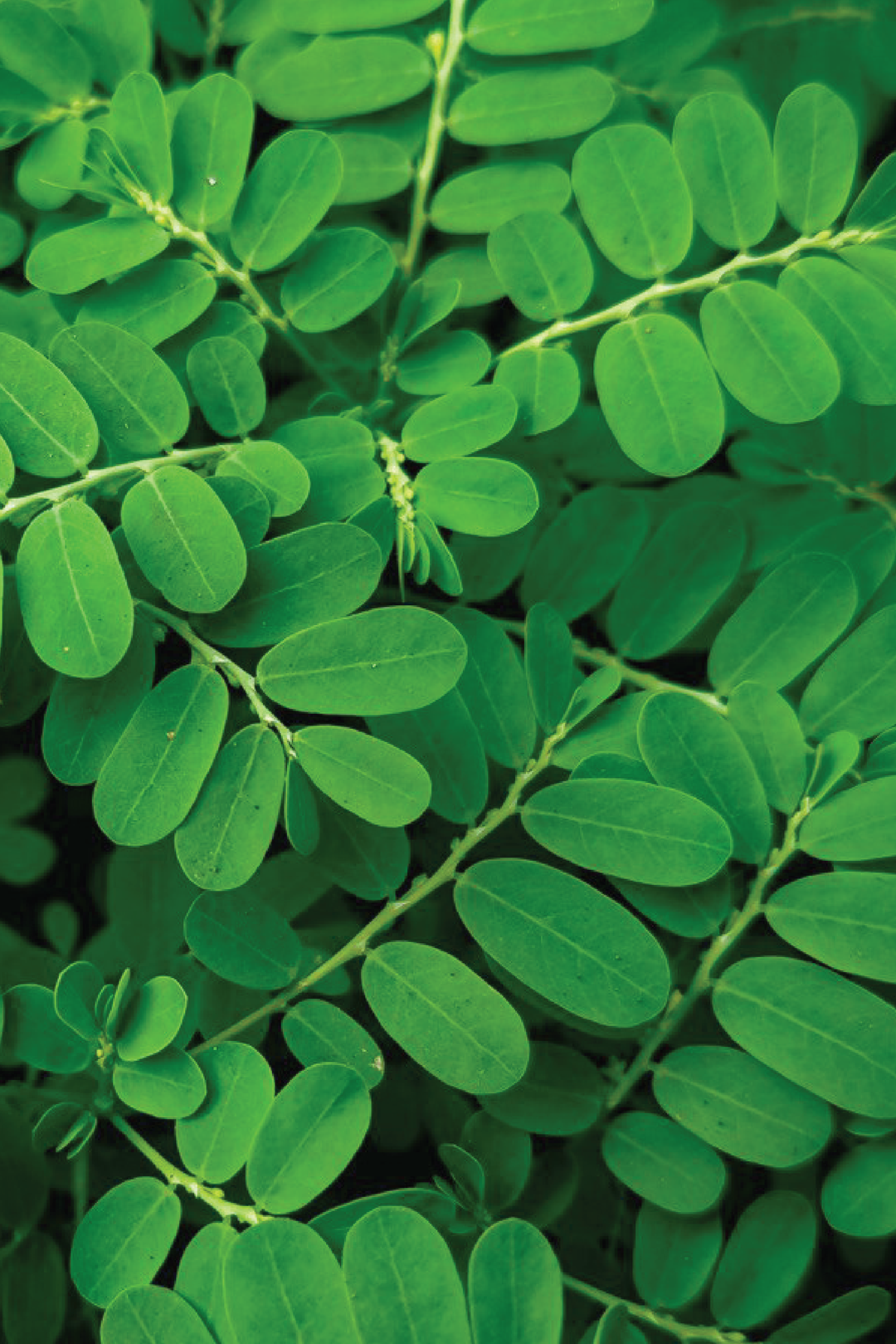 ORGANIC MORINGA SEEDLING <br>شتلات المورينجا العضوية