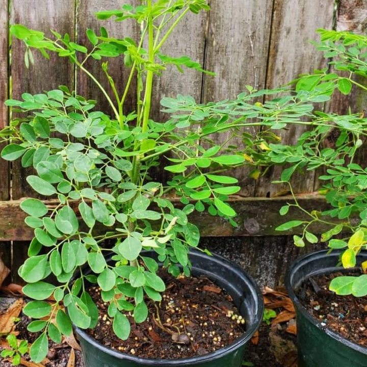 MORINGA TREE SEEDS<br> بذور شجرة المورينجا