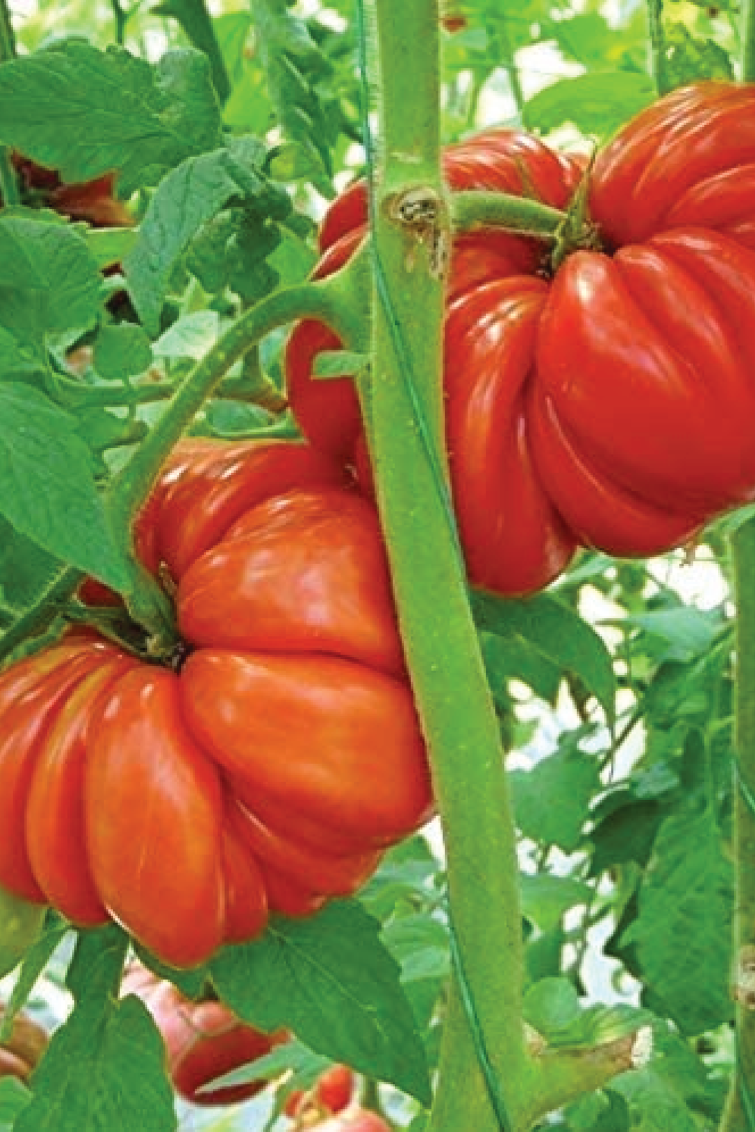 ORGANIC MUSHROOM BASKET TOMATO SEEDLING <br>شتلات الطماطم العضوية مشروم باسكت