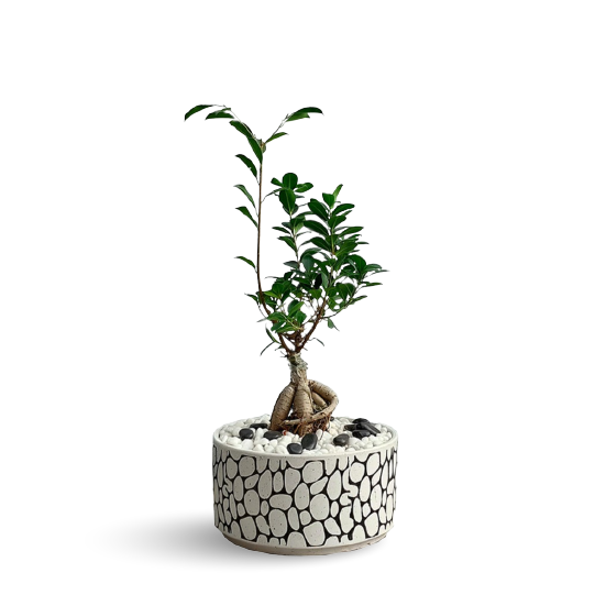 Indoor Bonsai Plants