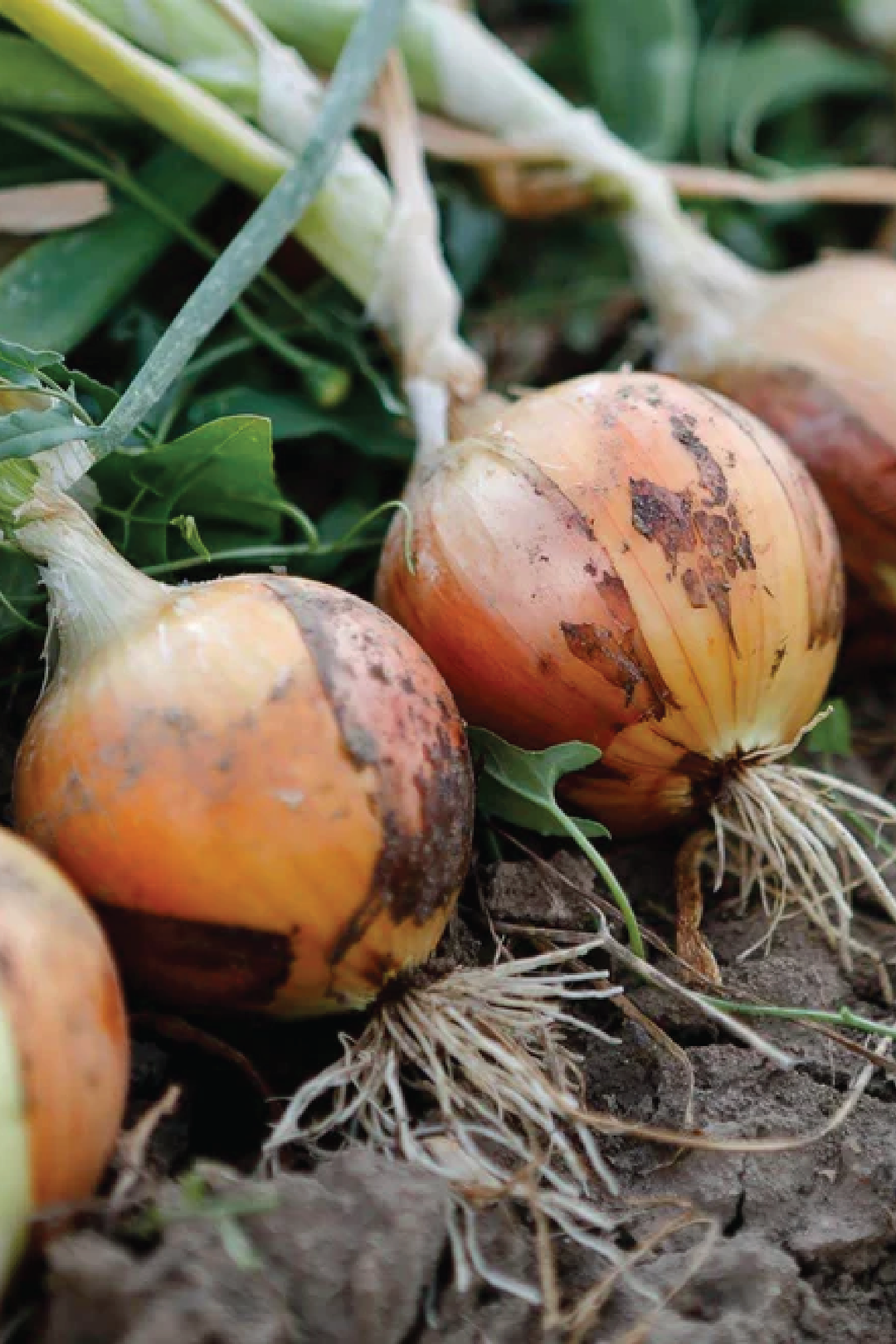 GOLD ONION SEEDS <br> بذور البصل الذهبي