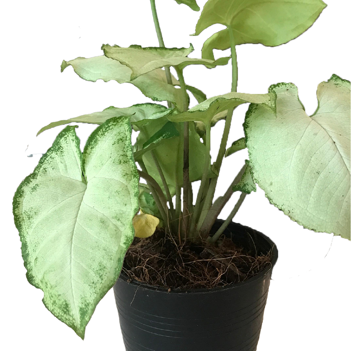 CALADIUM WHITE SNOW ARROWHEAD