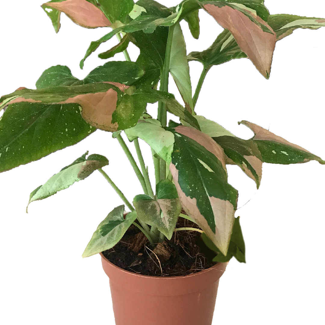SYNGONIUM PINK SPOT TRICOLOR