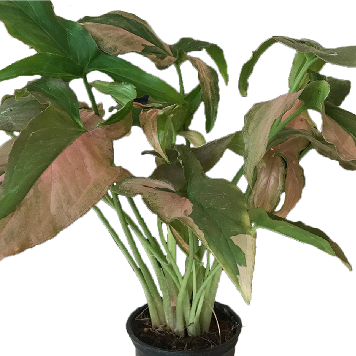 SYNGONIUM ARROWHEAD PLANT PINK DOT