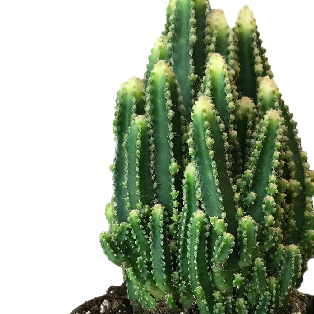 FAIRY CASTLE CACTUS