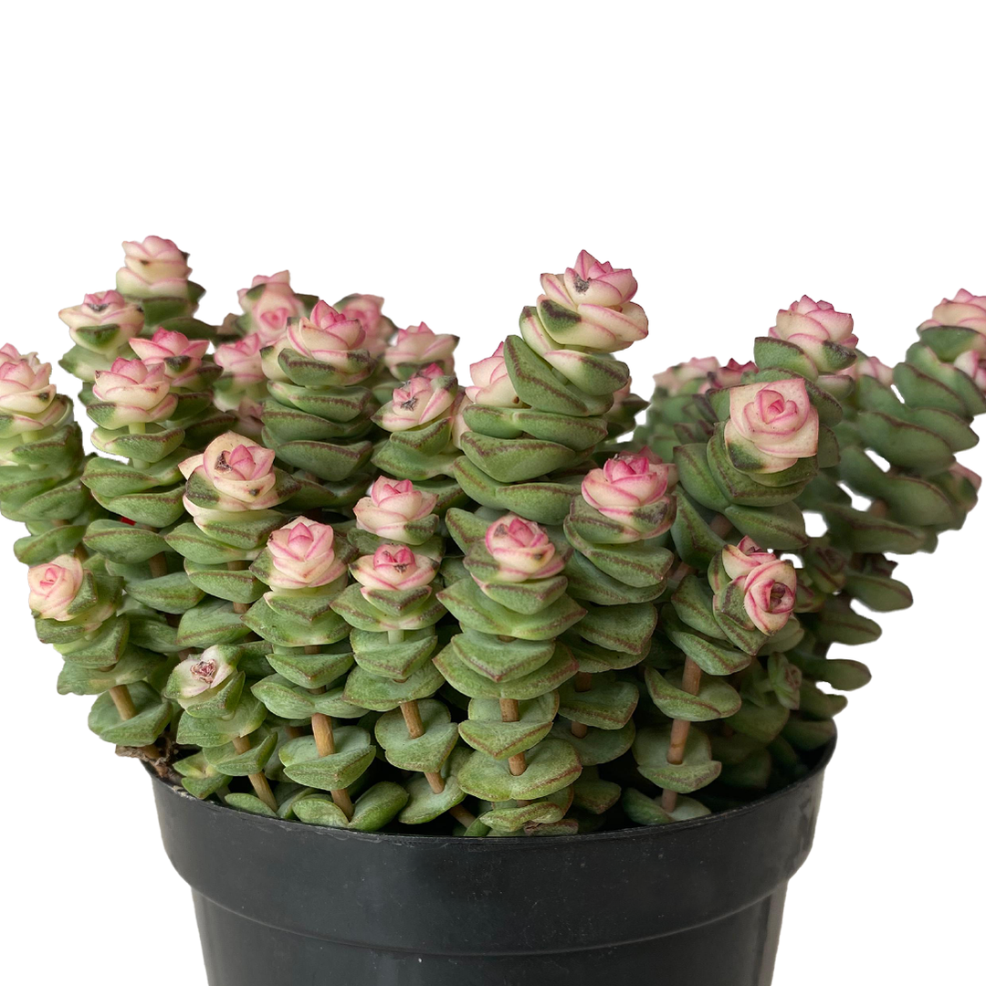 CRASSULA JADE NECKLACE