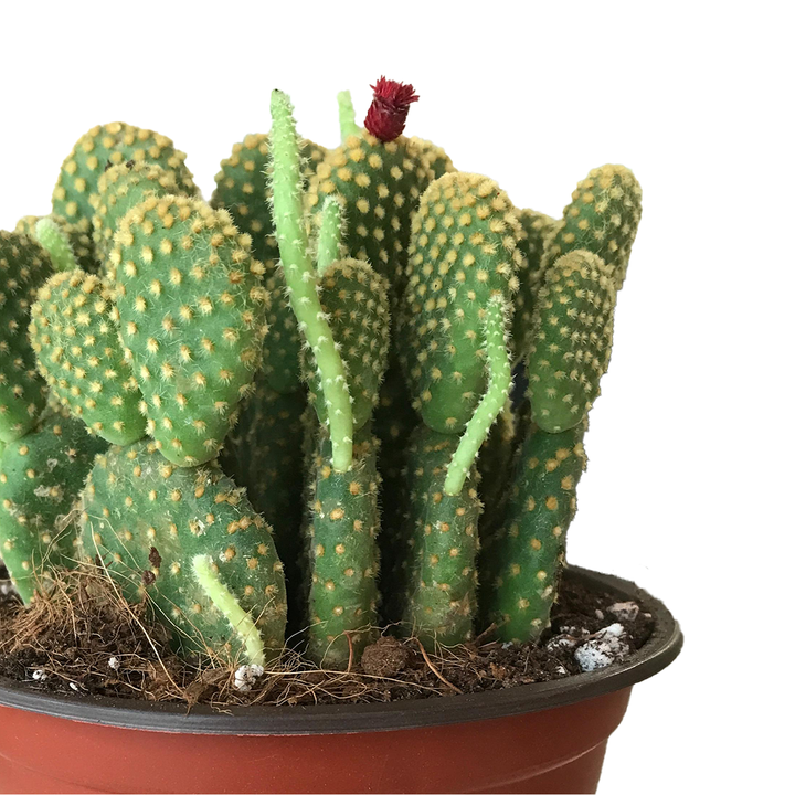 CACTUS OPUNTIA MICRODASYS BUNNY EARS