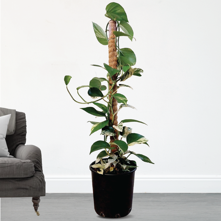 EPIPREMNUM PINNATUM, MARBLE QUEEN