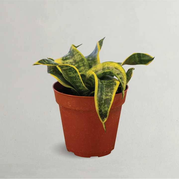 SANSEVIERIA TORNADO (SNAKE PLANT)