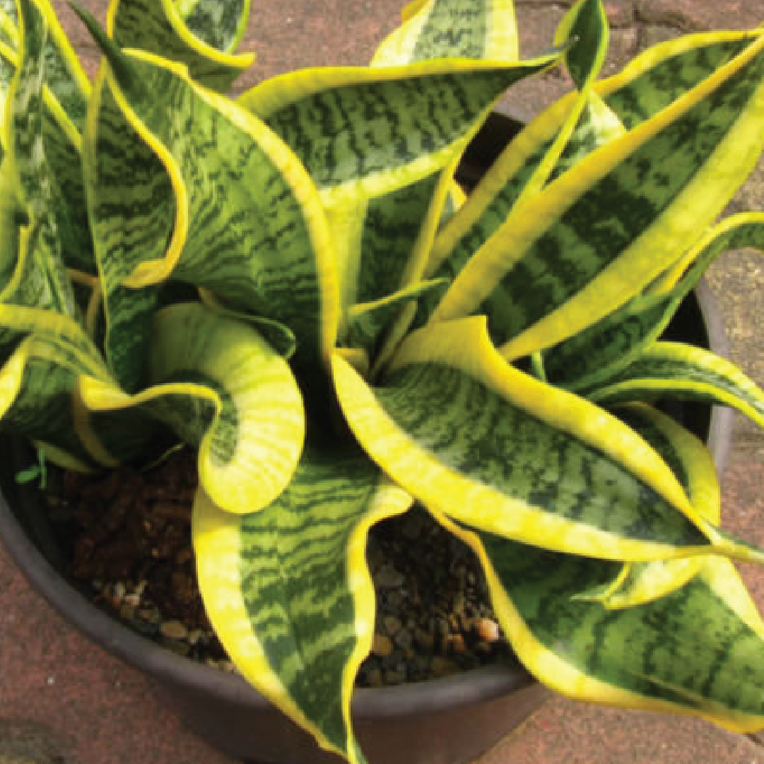 SANSEVIERIA TORNADO (SNAKE PLANT)