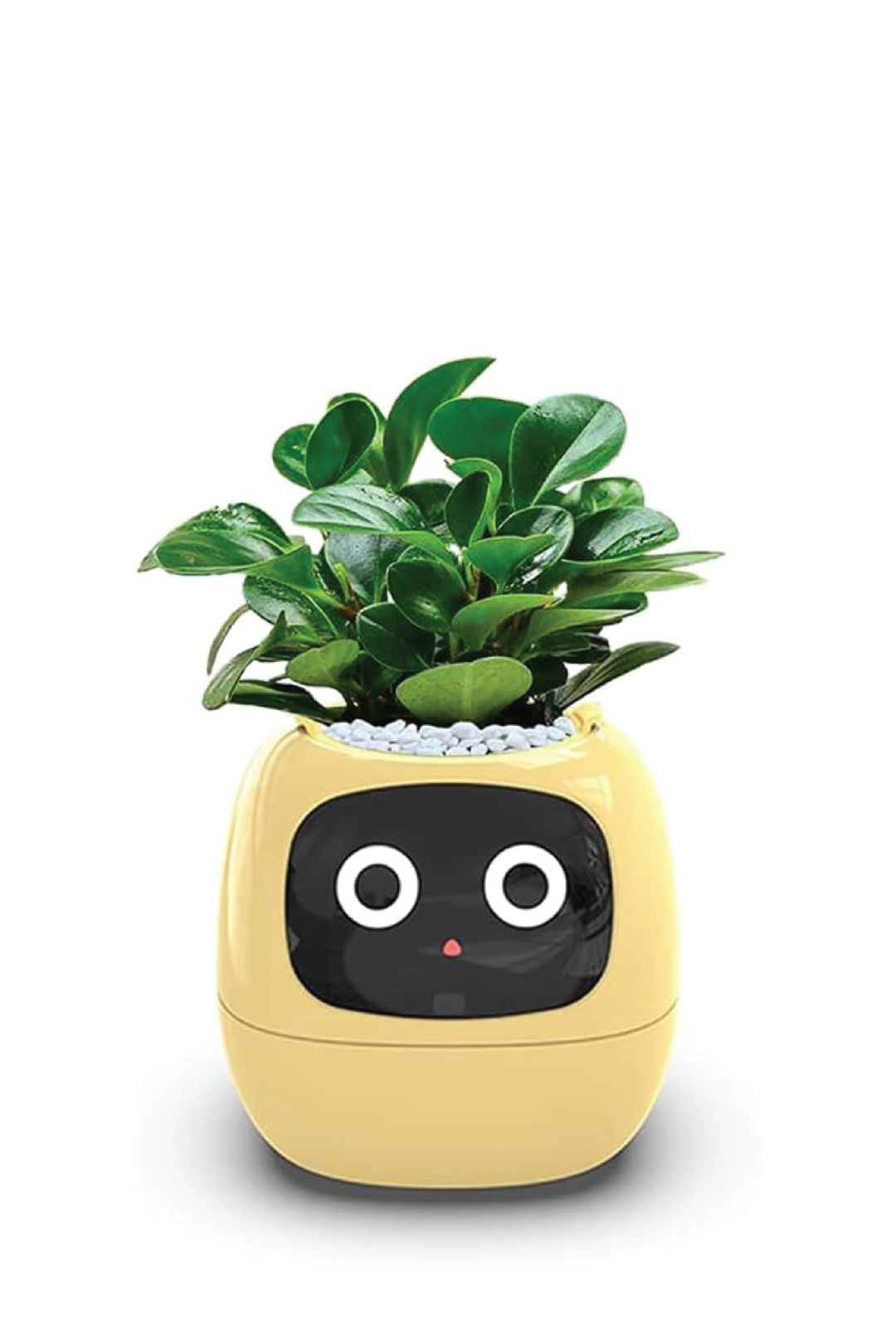 SMART PET PLANTER ROBOT