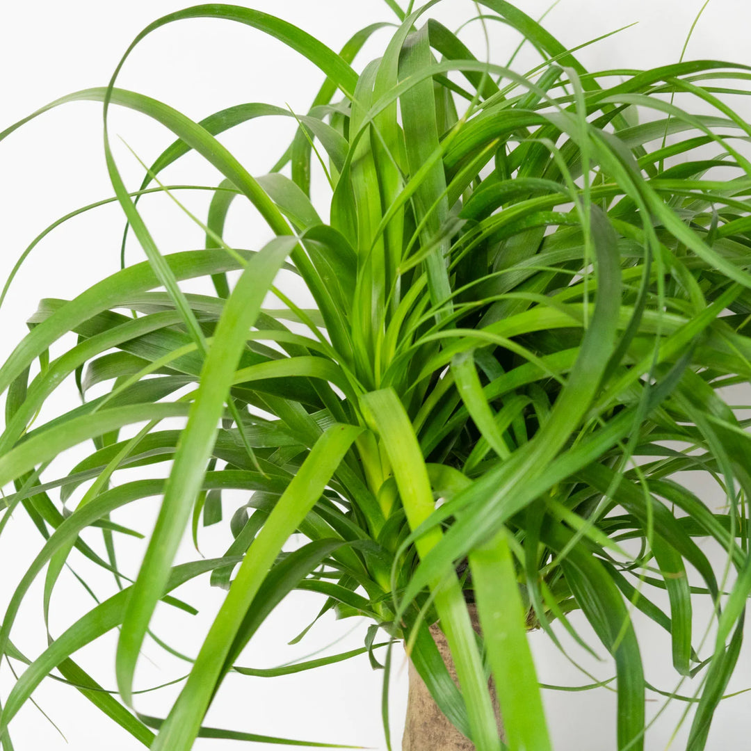 PONYTAIL PALM PLANT