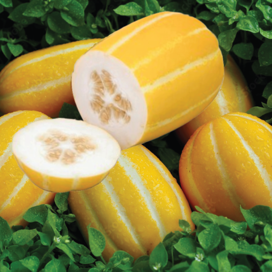KOREAN MELON SEEDS <br> بذور البطيخ الكوري