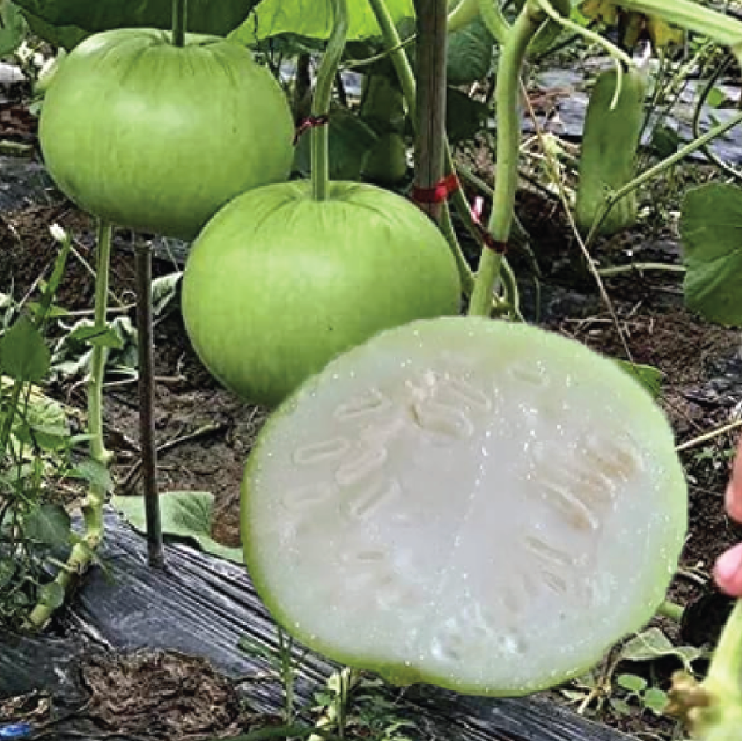 BOTTLE GOURD SEEDS <br> بذور القرع الزجاجي