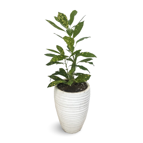 Garden Croton Or Petra