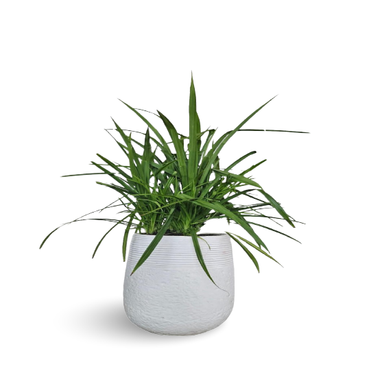 Pandanus Baptistii With Clay Pot Outdoor Plants For Balcony